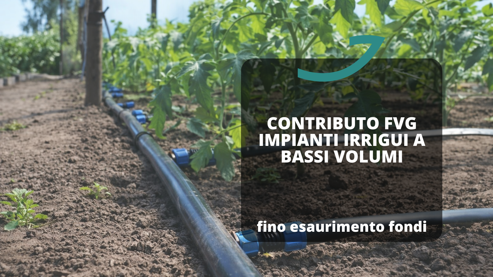 contributo impianti irrigui fvg